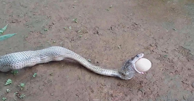 The god-bearing tiger writhes and vomits 6 large eggs
