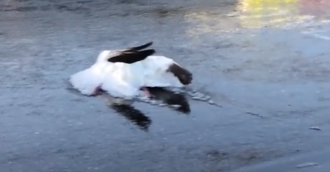 The 'goose rain' poured into the American city