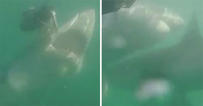 The goose slides away, the white shark suddenly turns to