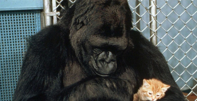 The gorilla knows 'more than 1,000 words of language' died at the age of 46