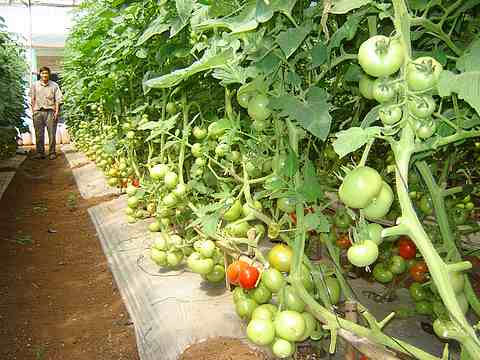 The grafted tomato variety is not enough to sell