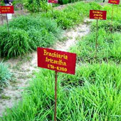 The grass helps reduce greenhouse gases