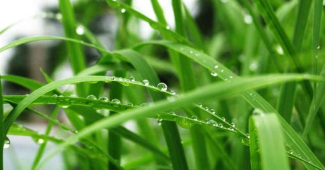The grass may be the noodle Thach Sanh that absorbs CO2