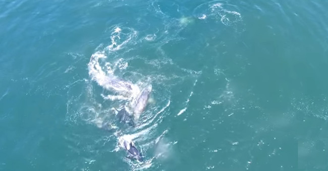 The gray whale mother helplessly watched the killer whales separate their children to eat meat