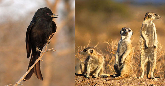 The great deceiver of the animal world: See the Drongo birds 'upper hand' of the whole Meerkats