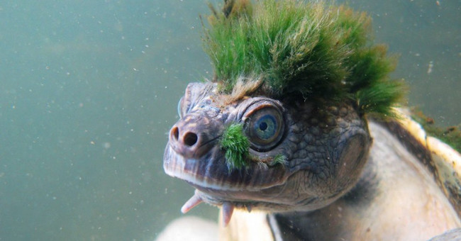 The green-haired tortoise is the bear that most social networks are about to become extinct