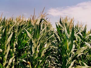 The greenhouse effect reduces food production