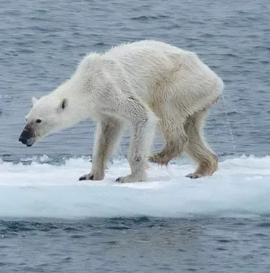 The grim picture of climate change is spreading wildly on the Internet