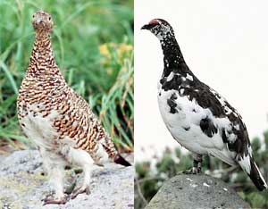 The grouse changes color