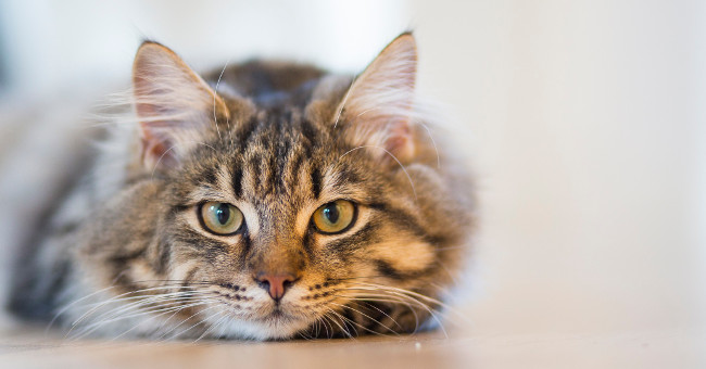 The grrr benefit of cats