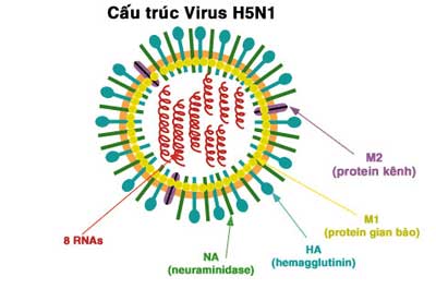 The H5N1 vaccine will be useless for a pandemic