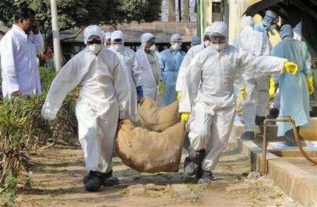 The H5N1 variant can spread to humans through respiration