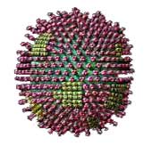 The H5N1 virus has resisted Tamiflu