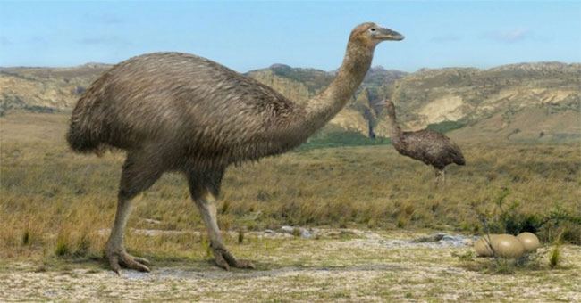 The half-toned bird suspected of being massacred to extinction