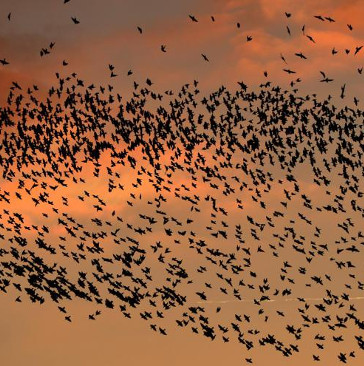 The hawk squadron - a new weapon that helps Rome prevent bird droppings