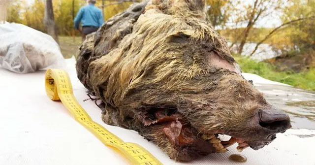 The head of a 40,000-year-old beast remains intact in Siberia
