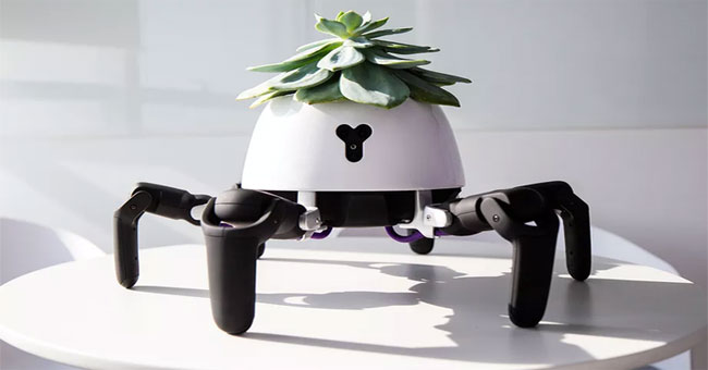 The 'head-only robot' knows how to find light to photosynthesize, signaling when the plant is thirsty
