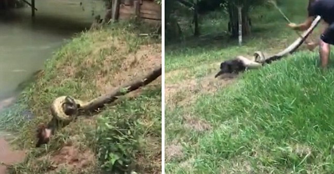 The heart of the rescue of a giant python is tightened