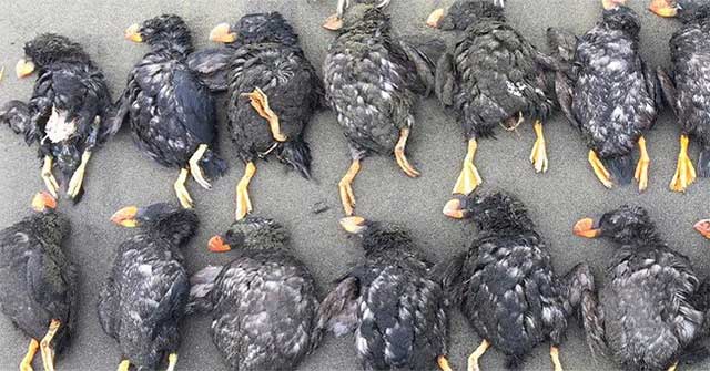 The heartbreaking truth behind hundreds of seagulls symbolizing the dead Arctic drifted ashore