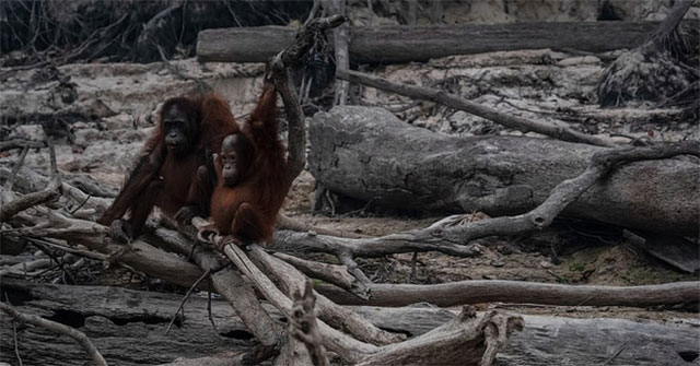 The heartbreaking truth behind the images of orangutans stood alone in the middle of the burning forest