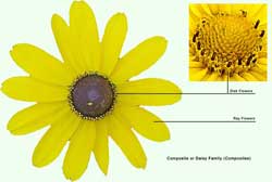 The herbs help prolong the spring age