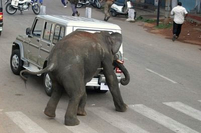 The hero of Indian elephants attacked the people right on the street