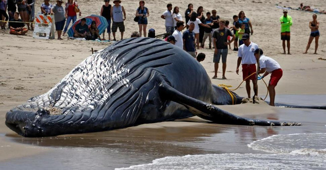 The hero scene dealt with the giant humpback whale