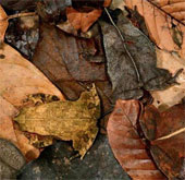 The hidden art of animals