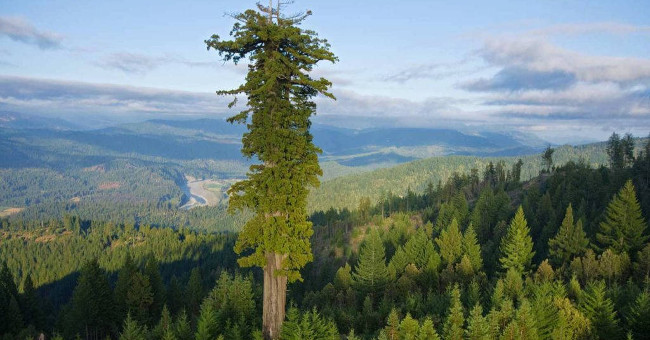 The highest tree species in the world are threatened
