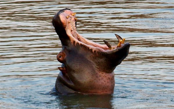 The hippopotamus laughed at the lion after running away