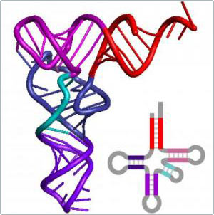 The historical process of life is visible within the structure of transport RNA