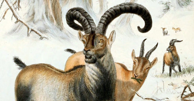 The hopeless attempt to save the wild goats from extinction twice