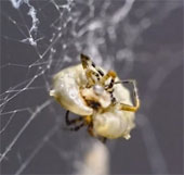 The hornet larva attacks the spider's nervous system, meshes and creates cocoons