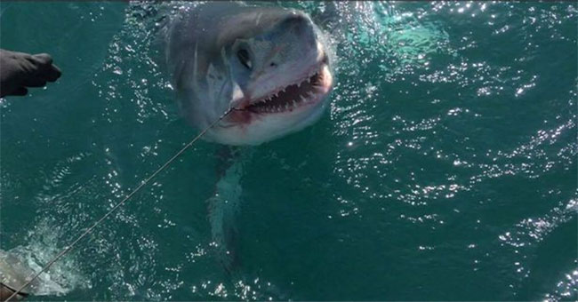 The horrific explosion of sharks killed two Britons in 1956
