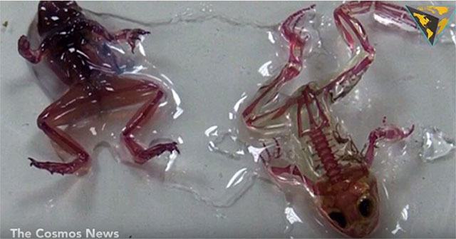The horror of the truth behind the mutant glass frogs