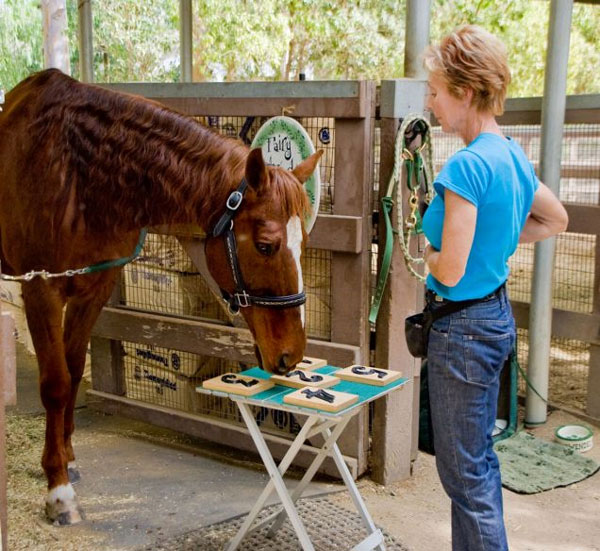 The horse can count