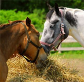 The horse's ability to communicate by ear and eyes