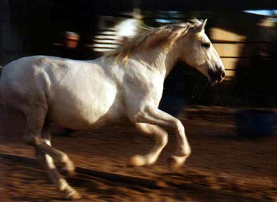 The horse's secret runs fast