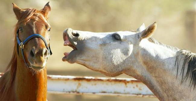 The horse's 'sniffing' contains their happy feelings?