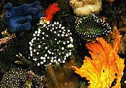 The hot climate gradually destroys coral reefs