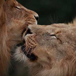 The hot 'lip lock' of animals (Part 1)