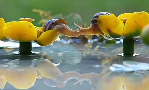 The hot 'lip lock' of animals (Part 2)