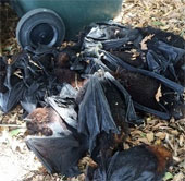 The hot sun caused 5,000 bats to die.