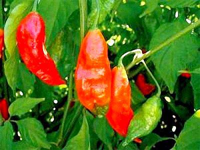 The hottest peppers in the world