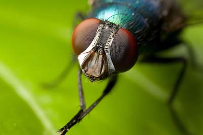 The house fly - voracious, dirty
