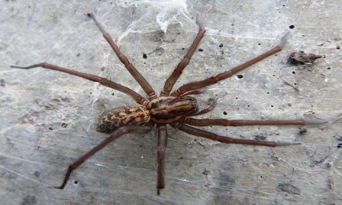The house spider is a giant mouse
