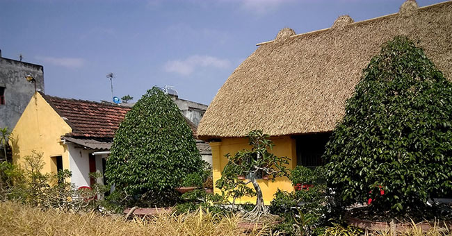 The houses with straw roofs in the capital of eight Nam Dinh rice