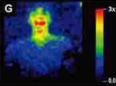 The human body can glow