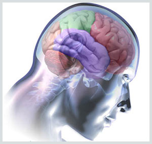 The human brain acts like a computer