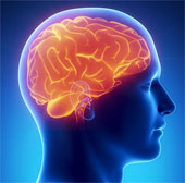 The human brain is depressed